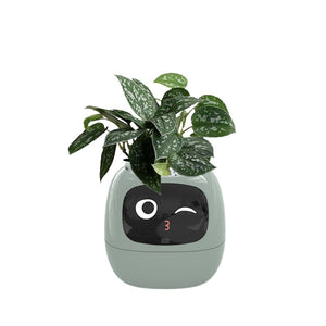Meet Ivy - AI Powered GrowBuddy Smart Plant Care System