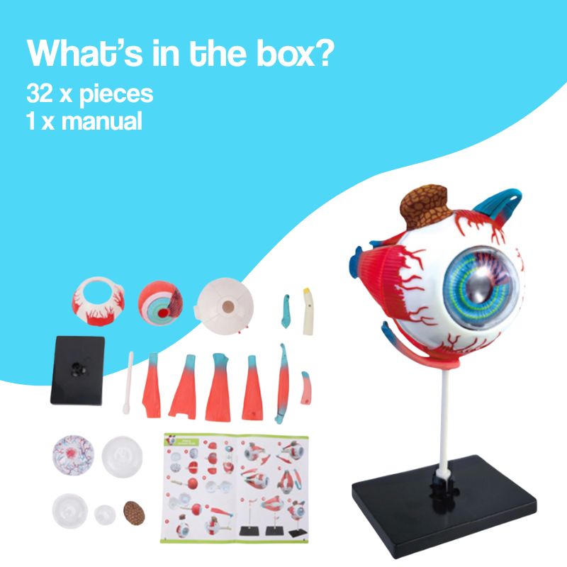 Little Anatomist 4D Build & Learn Science Kits